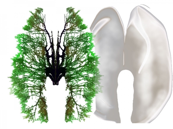 Creation of nature's lungs: Step 2